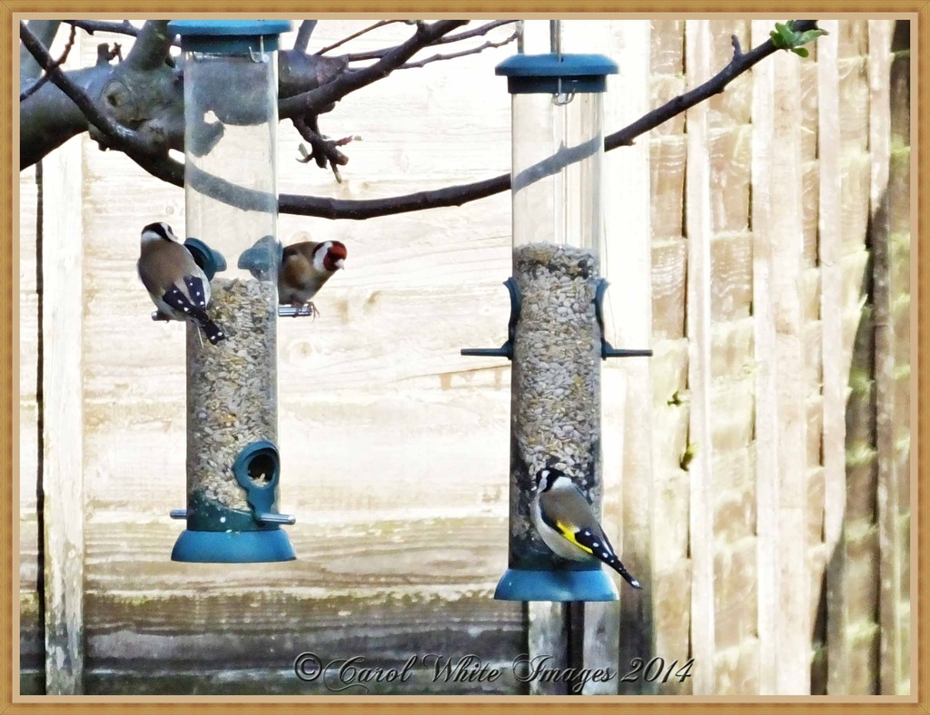 A Trio Of Goldfinches by carolmw