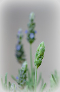 10th Apr 2014 - Lavender Buds