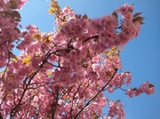 11th Apr 2014 - Blossom against a blue sky