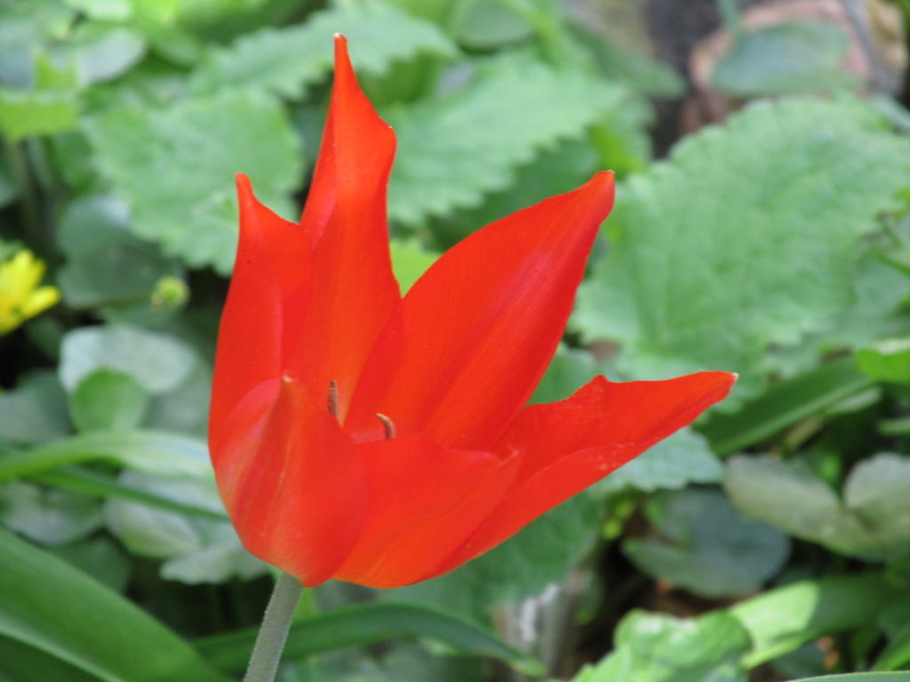 Sunlit Tulip by motherjane