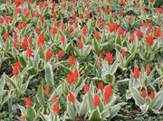 11th Apr 2014 - Tulips