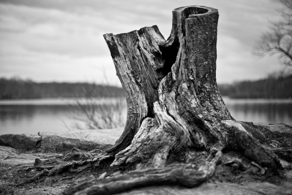 Stumped by kannafoot