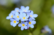 11th Apr 2014 - Forget-me-nots