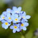 Forget-me-nots by richardcreese