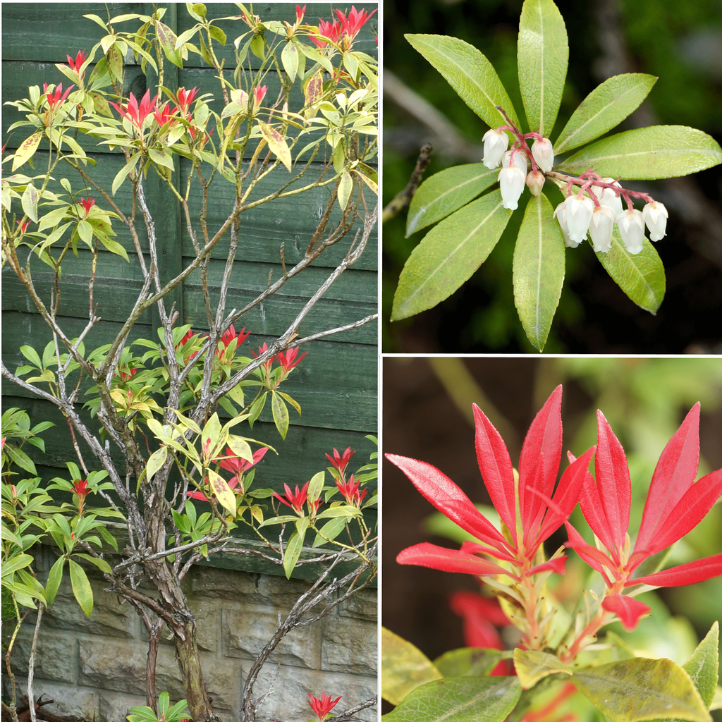 Pieris-Collage by pcoulson