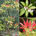 Pieris-Collage by pcoulson