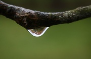 11th Apr 2014 - Water droplet