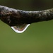 Water droplet by mittens