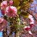 Flower of spring by pavlina