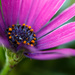 African Daisy by leonbuys83