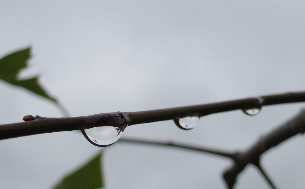 Raindrops - day 3 by kiwiflora