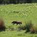 Foxy by daffodill