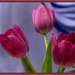 Tulips by bizziebeeme