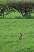 11th Apr 2014 - A hare in a field