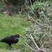 Blackbird by daffodill