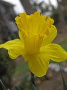 11th Apr 2014 - Daffodill 