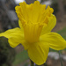 Daffodill  by april16