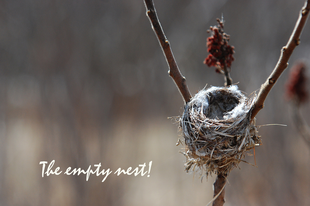 The empty nest! by fayefaye