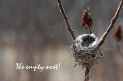 11th Apr 2014 - The empty nest!