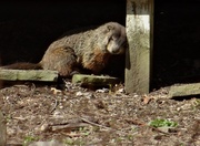 11th Apr 2014 - My nemesis, the groundhog