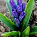 Hyacinth Buds by harbie