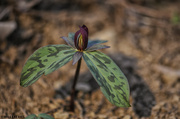 10th Apr 2014 - Prairie Trillium