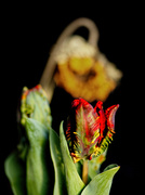 11th Apr 2014 - Parrot Tulip