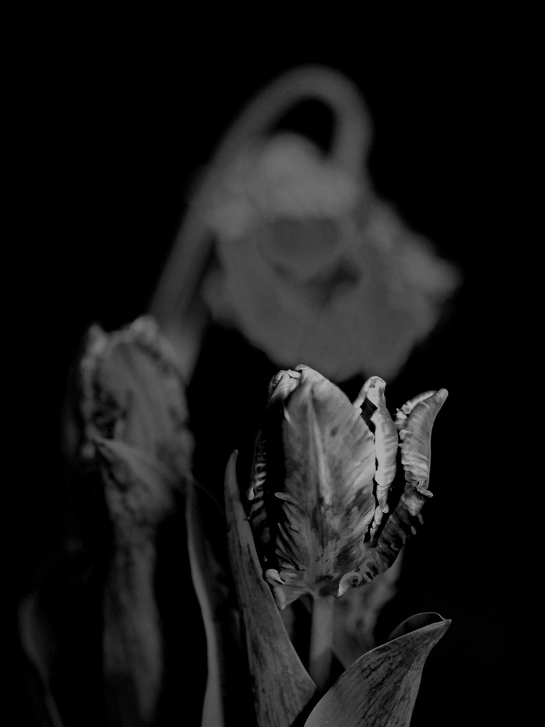 Monochrome Parrot Tulip by tosee