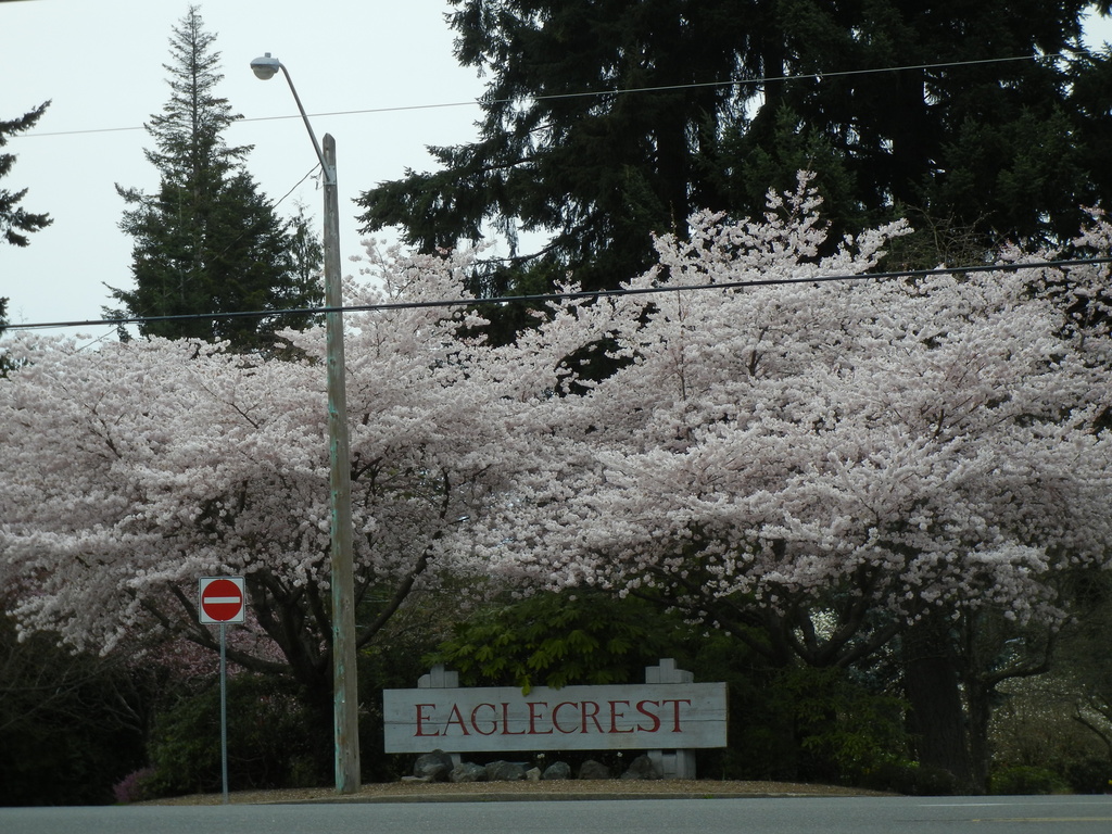 Blossoming Trees by kathyo