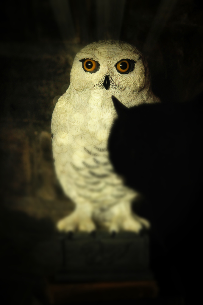 Hedwig by mzzhope
