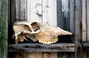 9th Apr 2014 - skull