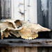 skull by ingrid2101
