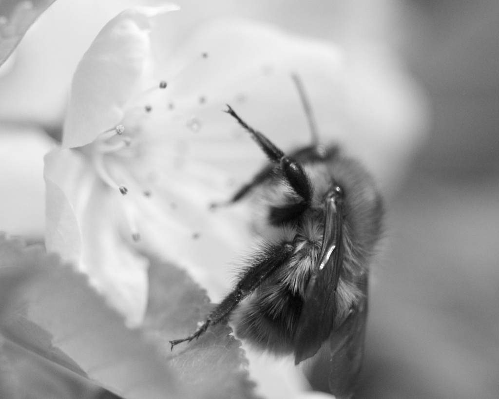 My first Macro by nicolaeastwood