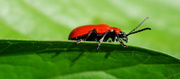 11th Apr 2014 - RED LILY BEETLE 