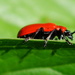RED LILY BEETLE  by markp