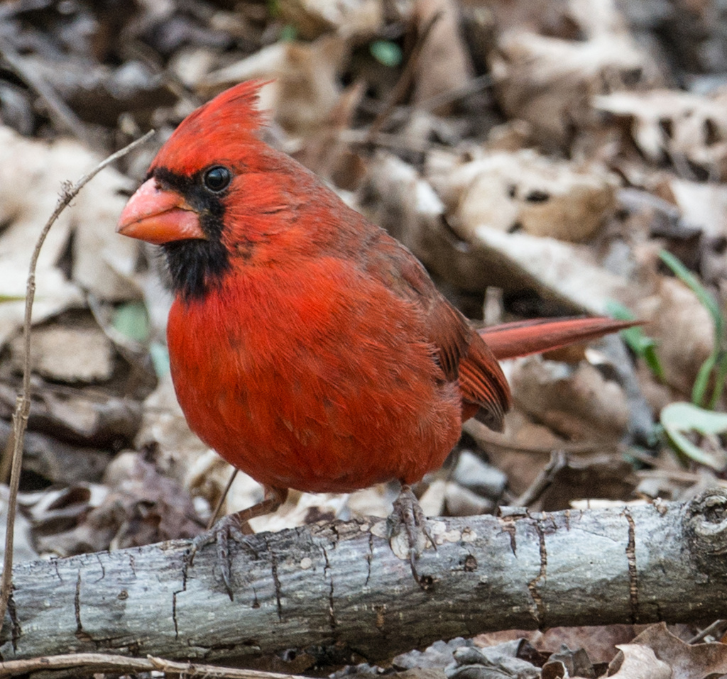 Cardinal among the leaves by kathyladley