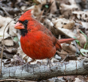 12th Apr 2014 - Cardinal among the leaves
