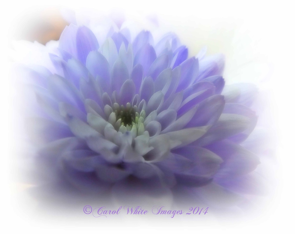 Fantasy In Lilac by carolmw
