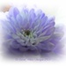 Fantasy In Lilac by carolmw