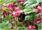 12th Apr 2014 - Bumble Bee And Ribes