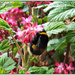 Bumble Bee And Ribes by carolmw