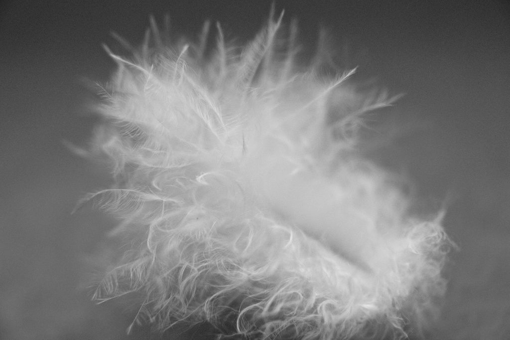 Feather by nicolaeastwood