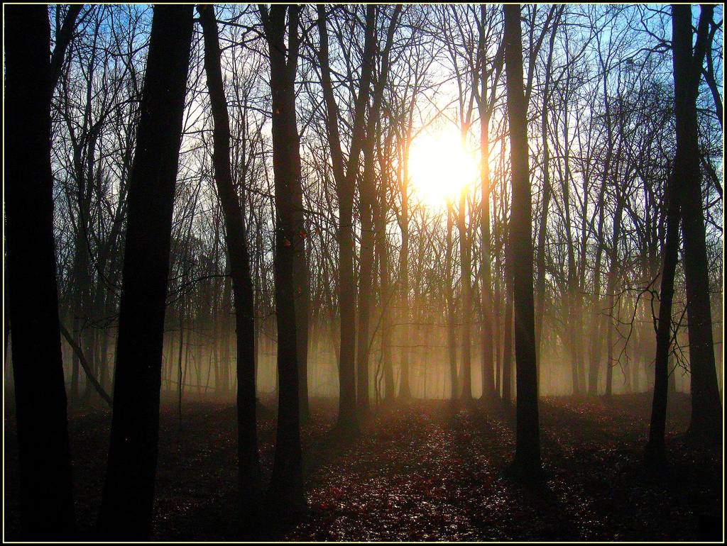 Foggy Sunrise by olivetreeann