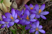 10th Apr 2014 - Blue Spring