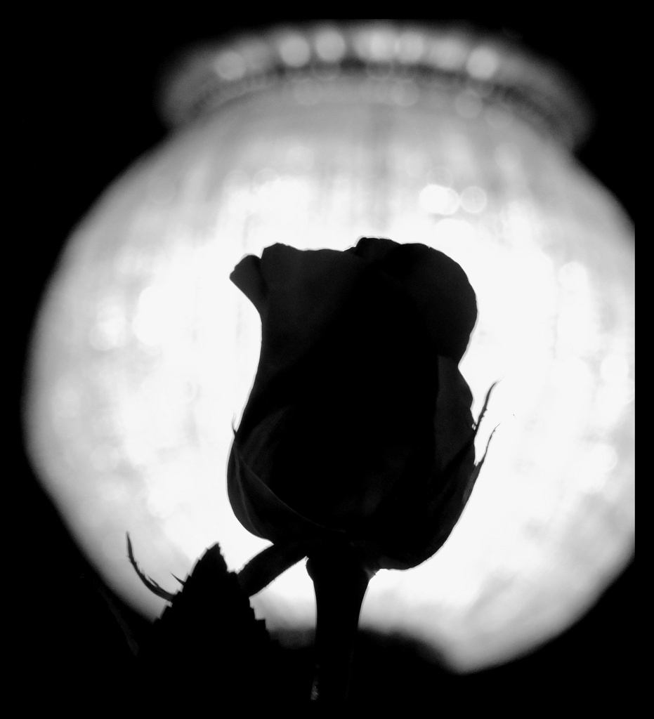 Silhouetted rose! by homeschoolmom