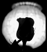 11th Apr 2014 - Silhouetted rose!