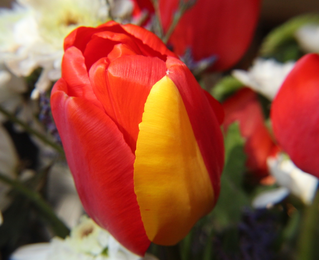 Strange tulip by busylady