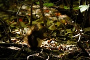 19th Sep 2010 - Red Squirrel