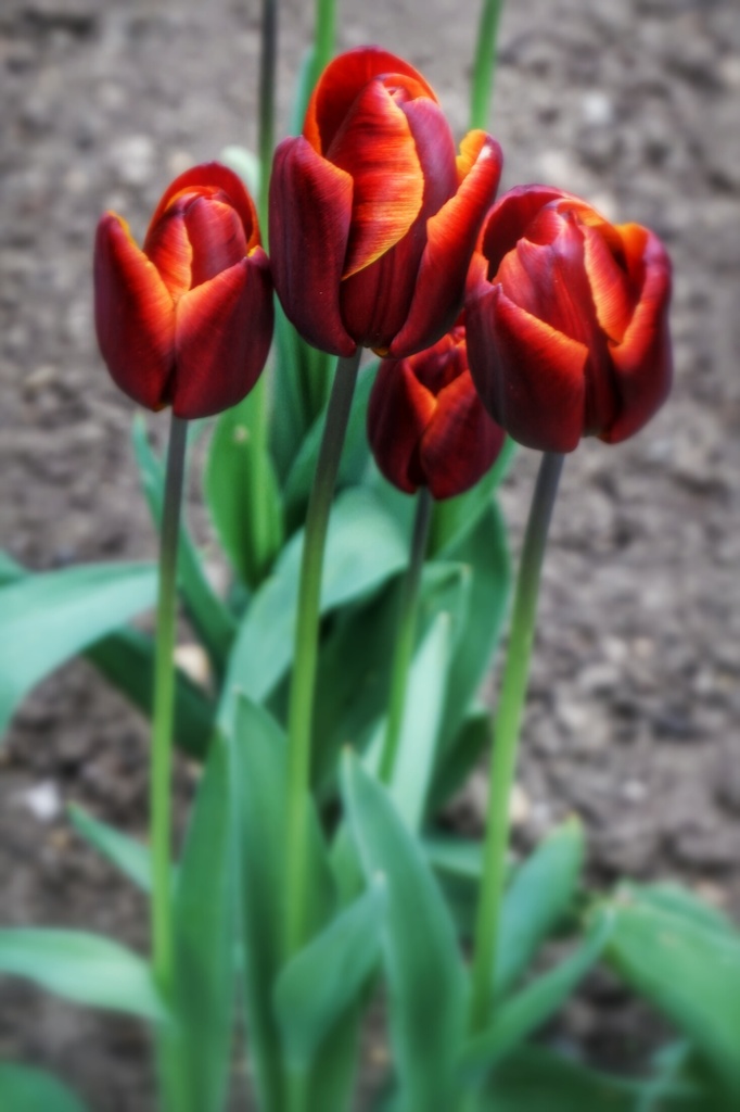Tulips in the garden by mattjcuk