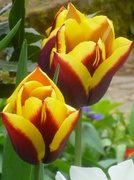 11th Apr 2014 - More tulips